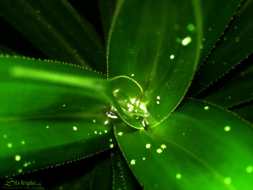 33642 (a): :1600x1200